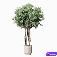 Indoorplant 01 3D Model Corona