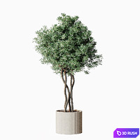 Indoorplant 01 3D Model Corona