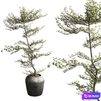 Bucida Buceras Plant 3D Model Vray, Corona