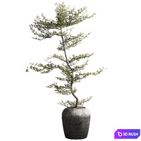 Bucida Buceras Plant 3D Model Vray, Corona