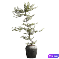 Bucida Buceras Plant 3D Model Vray, Corona
