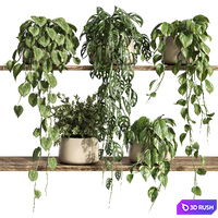 Plants on Shelf 26 3D Model Corona