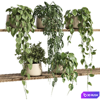 Plants on Shelf 26 3D Model Corona
