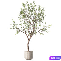 Olive Tree Set.233