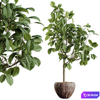 AV HousePlants Japandi Decorative Minimalism Ficus Dracaena Marginata 07