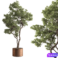 Indoor Plant 865 - Miniature Boxwood