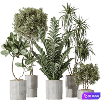 AV Indoor plants set 198 Arbequina Olive and Lemon Lime Cane Dragon and Zamiifolia Aracea and Ficus Elastica Abidjan