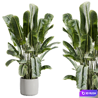 Indoor plant 512