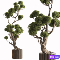 Indoor Plant 897 - Topiary Ball Tree