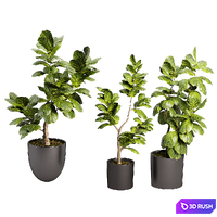 Indoor plant 11