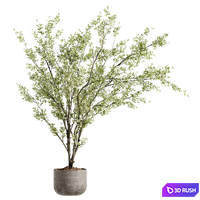 Indoor Bonsai Plants 91