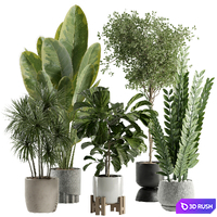 Indoor plant 528