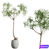 AV HousePlants Japandi Decorative Minimalism Ficus Dracaena Marginata19