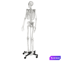 Human skeleton 3D Model Vray, Corona