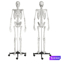 Human skeleton 3D Model Vray, Corona