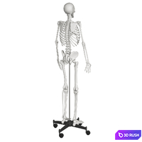 Human skeleton 3D Model Vray, Corona
