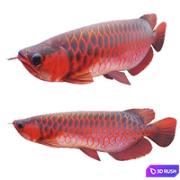 Red dragon fish 3D Model Vray, Corona