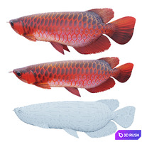 Red dragon fish 3D Model Vray, Corona