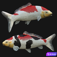 Crap koi fish (rigged) 3D Model Corona