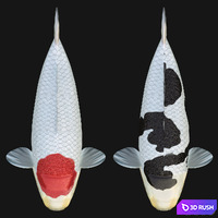 Crap koi fish (rigged) 3D Model Corona