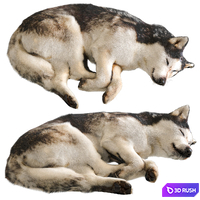 Dog 2 3D Model Corona