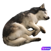 Dog 2 3D Model Corona