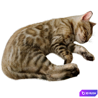 Bengal Cat Corona 3D Model Corona