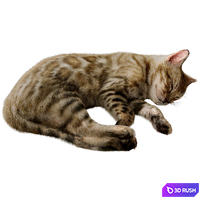 Bengal Cat Corona 3D Model Corona