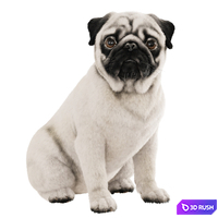 Realistic pug dog 3D Model Vray
