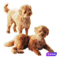 Small domestic dog 3D Model Corona