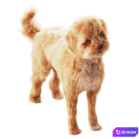 Small domestic dog 3D Model Corona