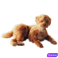 Small domestic dog 3D Model Corona