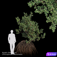 Rhizophora mucronata Var3 3D Model