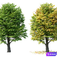Maple 01 3D Model Corona