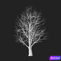 Maple 01 3D Model Corona