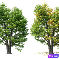 Maple 02 3D Model Corona