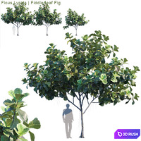 Ficus Lyrata | Feed-leaf fig # 2 3D Model Corona