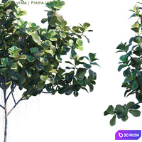 Ficus Lyrata | Feed-leaf fig # 2 3D Model Corona