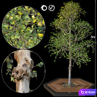 Tree 3D Model Vray, Corona