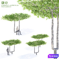 Plane maple leaf roof | Platanus x acerifolia 3D Model Vray, Corona