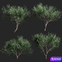 Set of olive trees v2. 4 models 3D Model Vray, Corona