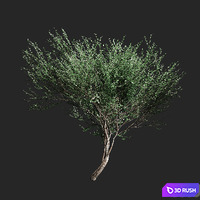 Set of olive trees v2. 4 models 3D Model Vray, Corona
