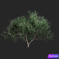 Set of olive trees v2. 4 models 3D Model Vray, Corona