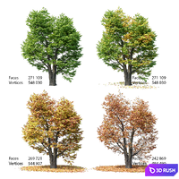 Maple 02 3D Model Corona