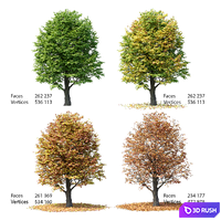 Maple 01 3D Model Corona