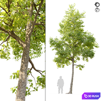 American elm 3D Model Vray, Corona
