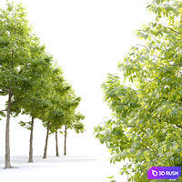 American elm 3D Model Vray, Corona