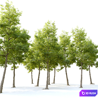 American elm 3D Model Vray, Corona