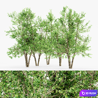 River Birch 5 TREE 3D Model Corona
