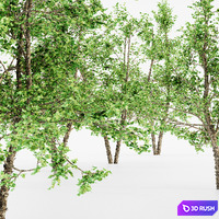 River Birch 5 TREE 3D Model Corona